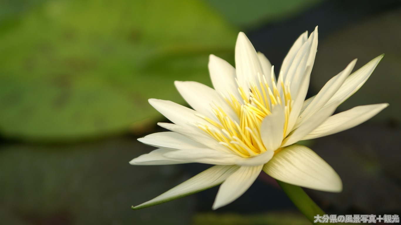 Lotus Blanc-Appareils photo Fleurs Photographie Wallpaper