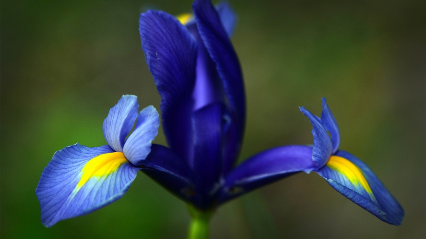 azul iris flor-2012 hermosas flores fondo de pantalla