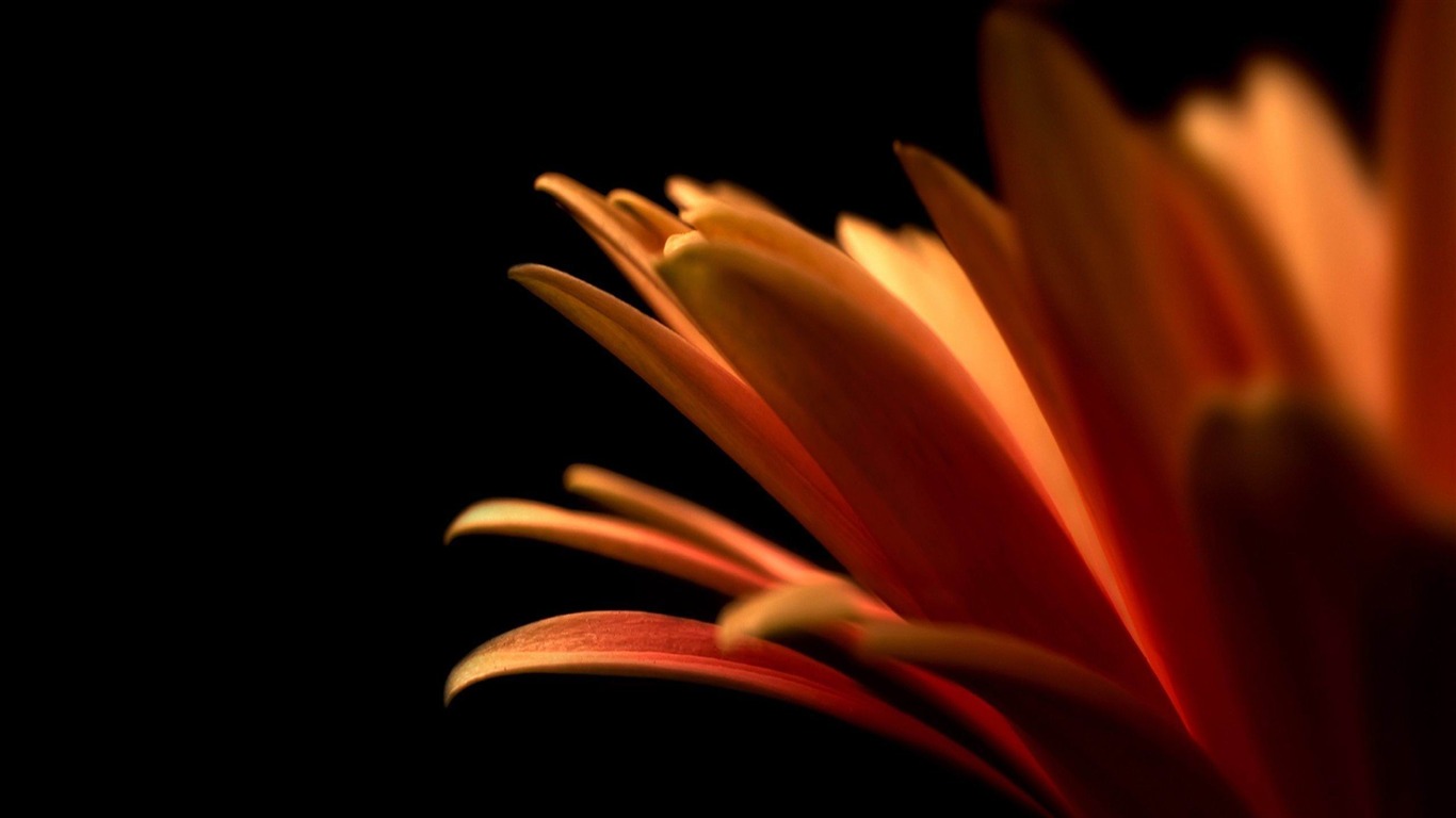 orange_petals-2013_beautiful_Flowers_wallpaper2012.12.16