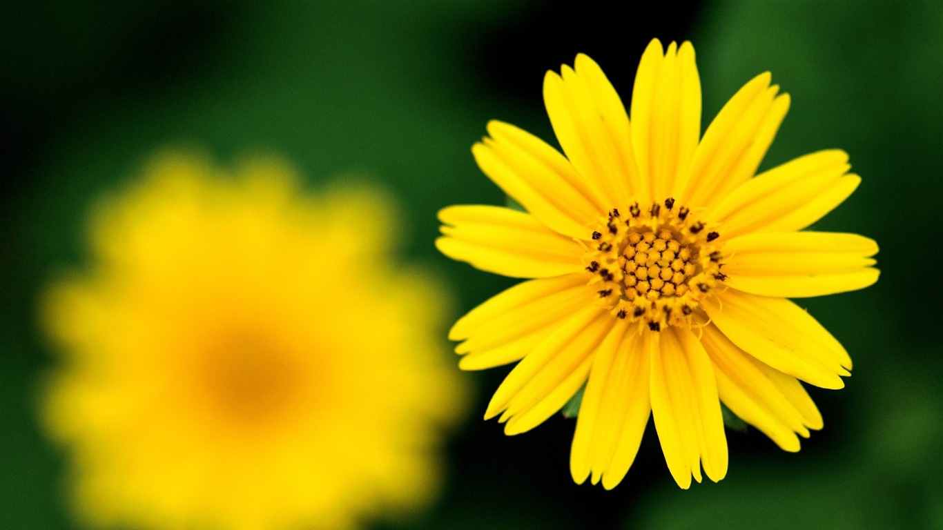 yellow_flower-2013_beautiful_Flowers_wallpaper2012.12.16