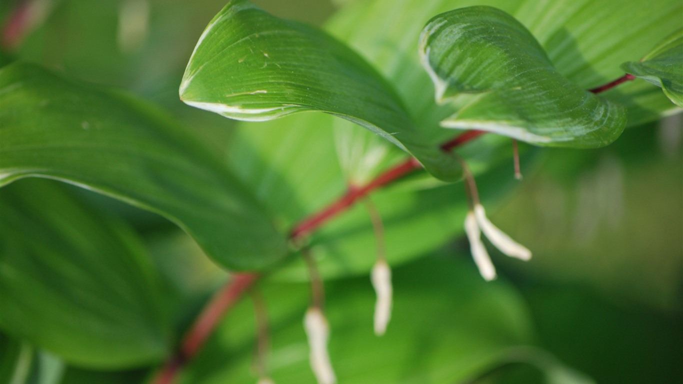 叶子，对齐，2021年，新鲜，植物，4K，高清，照片