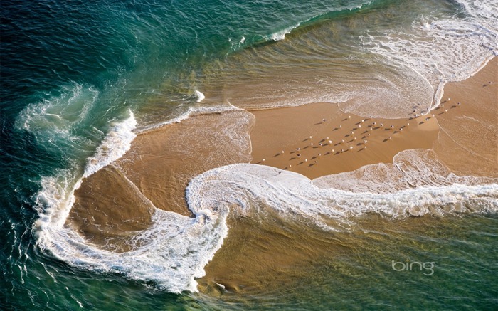 Aerial France Seagull Nature Wallpapers Vues:24591