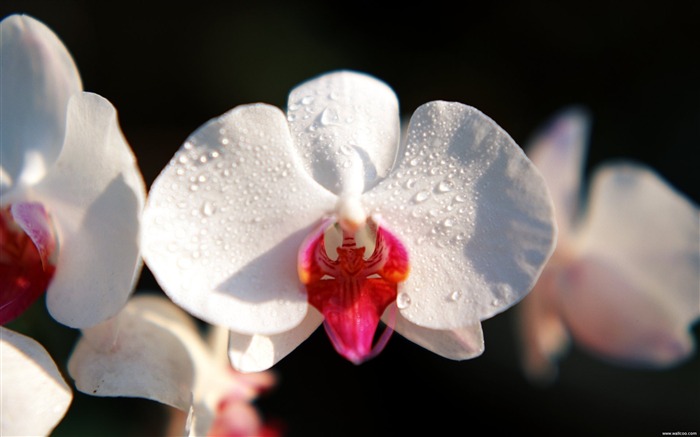 Bali Orchid Wallpaper Vues:20806