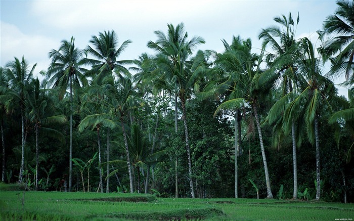 Bali palmiers fond d'écran Vues:16966