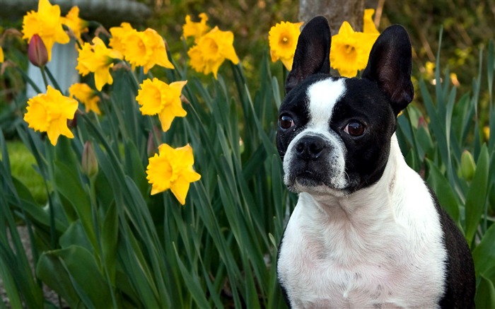 Fondo de pantalla de Boston Terrier Dexter Vistas:18766