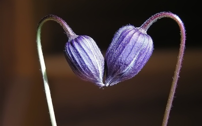 恋のつぼみ - ハート型の紫色の花の壁紙 ブラウズ:18265