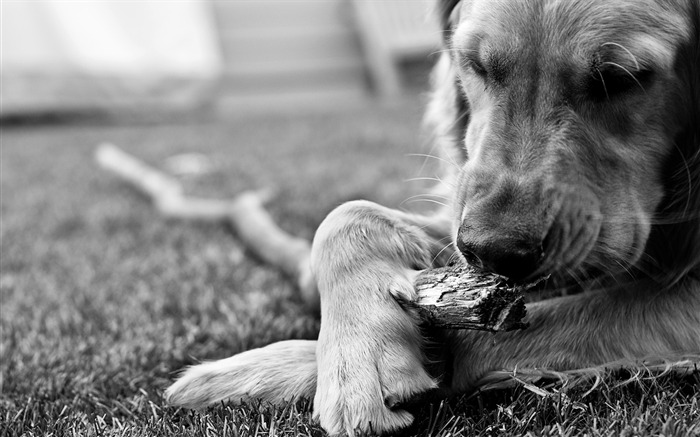 Fondo de pantalla de Golden Retriever Brady Vistas:25691