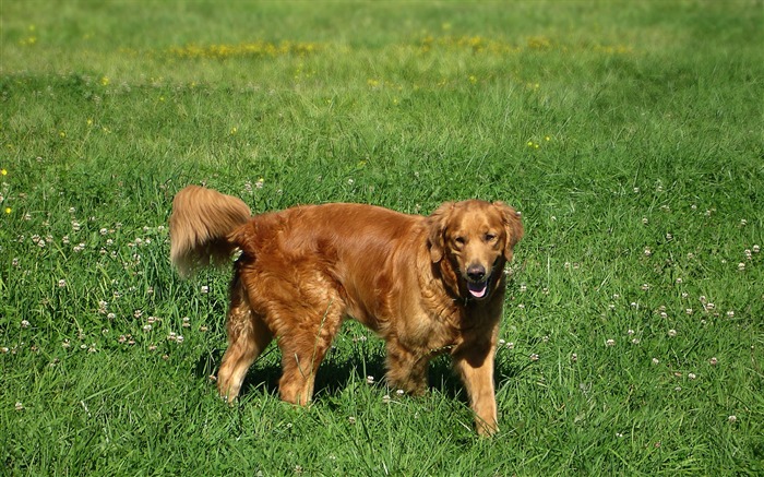 Golden Retriever Wallpaper Hunter Vistas:21320