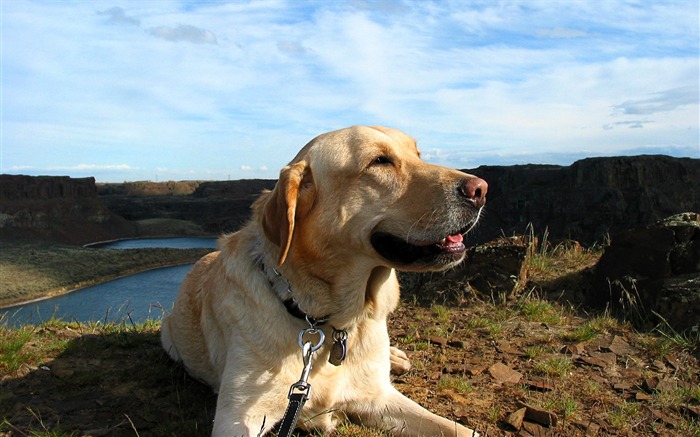 Fondo de pantalla de Labrador Toby Vistas:16465