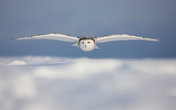 Extraordinaria belleza de los fondos de pantalla del Ártico polar Vistas:45340