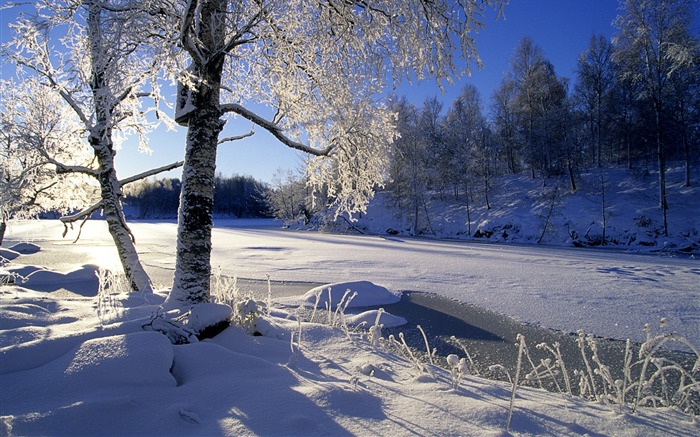 Suède neige arbre fonds d'écran Vues:46459