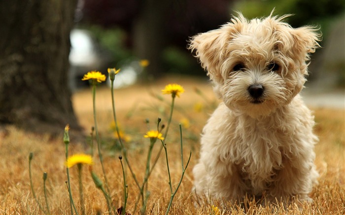 Toy Poodle Cici Wallpapers Vistas:84128