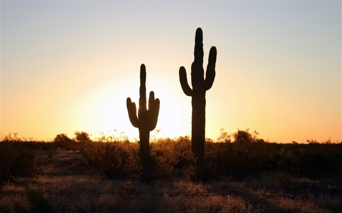 Two pairs of cactus on the video wallpaper 01 Views:9754 Date:2011/5/26 0:41:04