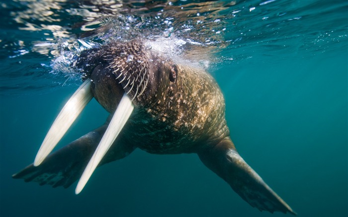 Walrus Svalbard Norway Wallpaper Views:18014 Date:2011/5/22 21:46:36