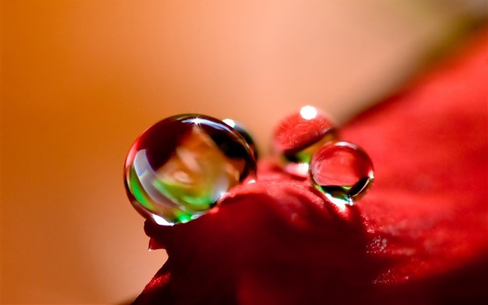 Water Drops on Petal Macro Photography Wallpaper Visualizações:14269