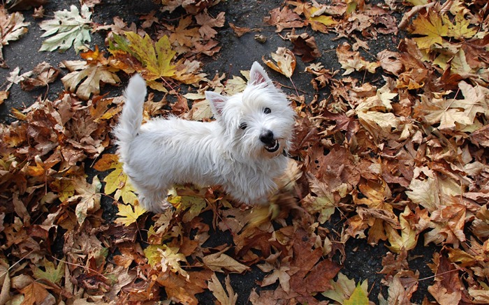 Fondo de pantalla de West ofland White Terrier Mafia Vistas:23555