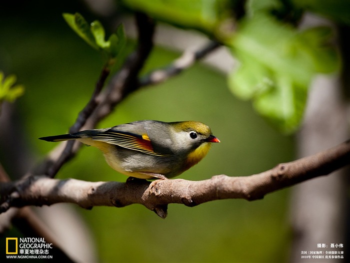 National Geographic Photo Contest 2010 Global Division works in China - Natural class wallpaper Views:57633