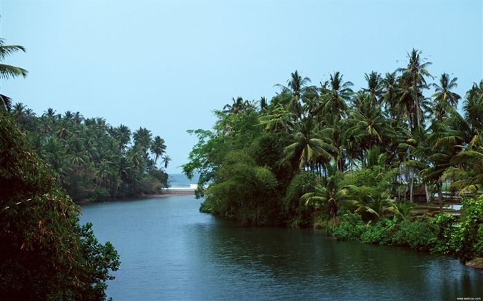 plage de palmiers fond d'écran Vues:12896