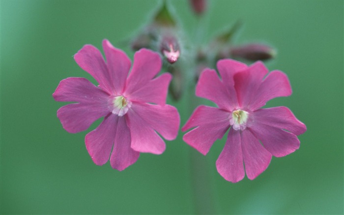 꽃 두 쌍의 벽지 찾아보기 :11539