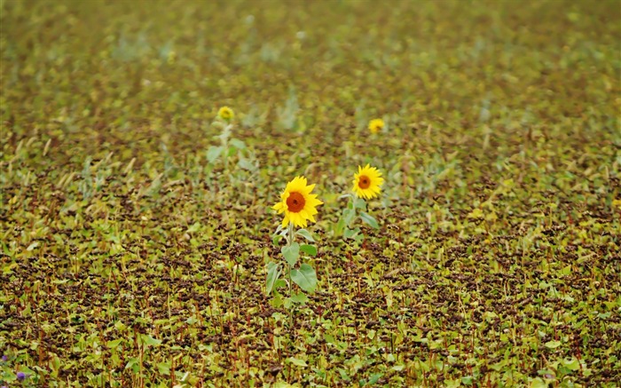 해바라기 벽지에 가서 찾아보기 :11740