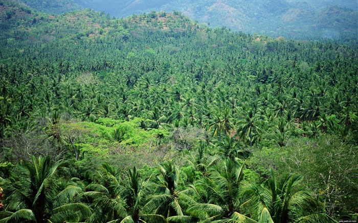 montagnes et de palmiers fond d'écran Vues:13393