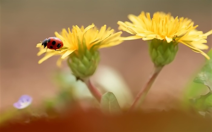 ペア開花菊の壁紙 ブラウズ:10844