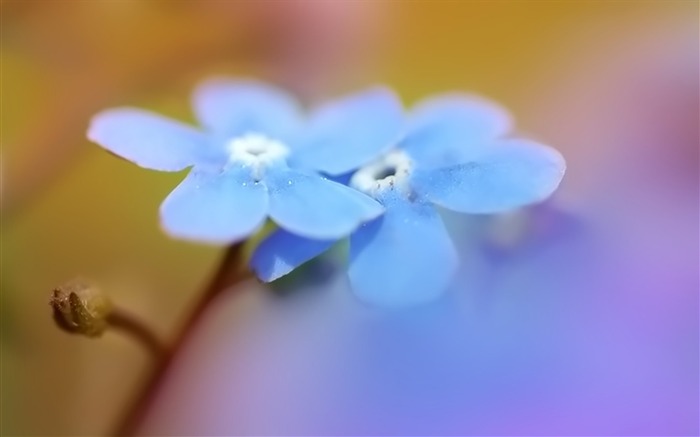 pairs of blue wild flowers wallpaper Views:13267 Date:2011/5/26 0:20:04