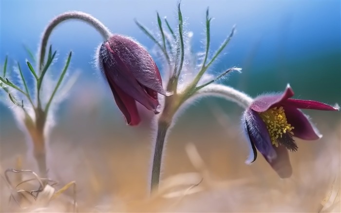 꽃 벽지 쌍 찾아보기 :12140