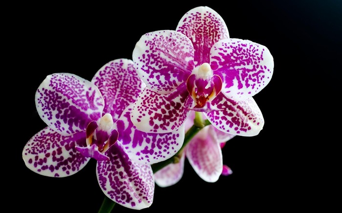 pairs of orchids in full bloom wallpaper Views:13233 Date:2011/5/26 0:21:08