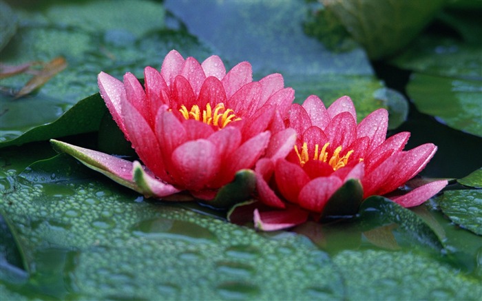 red lotus dual video wallpaper Views:22148 Date:2011/5/26 0:21:53