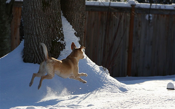 papel pintado de nieve perros jugando Vistas:13813