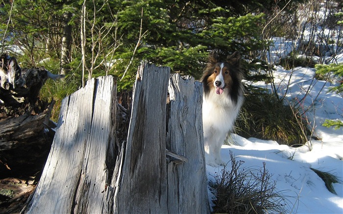 雪Maddie牧羊犬壁纸 浏览:10489