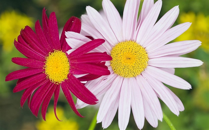 two daisies pairs wallpaper Views:12446 Date:2011/5/26 0:22:59