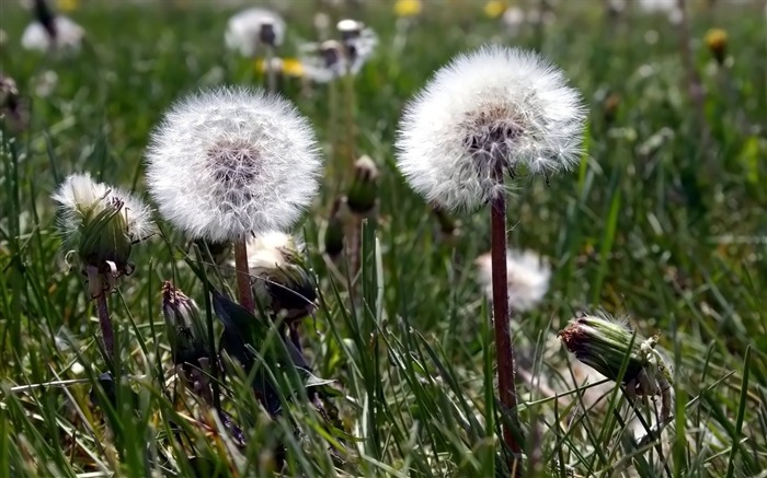 two dandelion wallpaper Views:11272 Date:2011/5/26 0:23:23