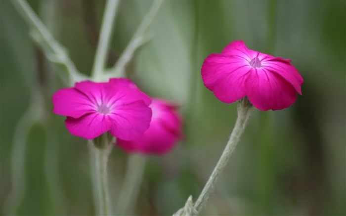 two distraction of the small red wallpaper Views:8572 Date:2011/5/26 0:23:42