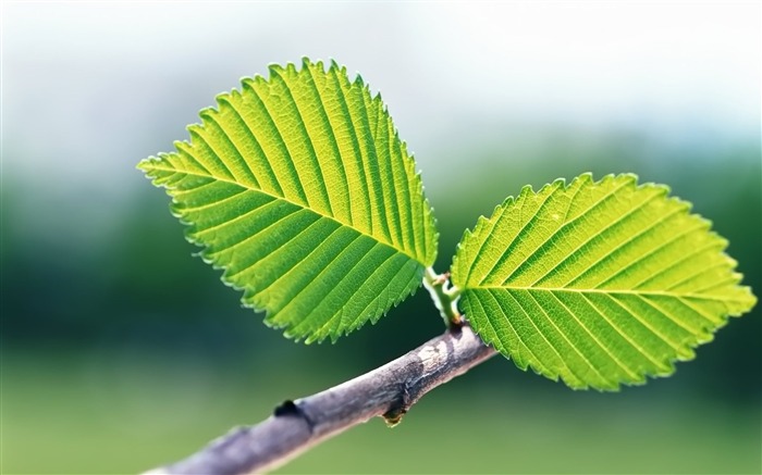 두 개의 녹색 나뭇잎 상대적인 듀얼 벽지 찾아보기 :9494