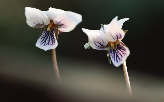 two iris flowers wallpaper Views:10967 Date:2011/5/26 0:24:30