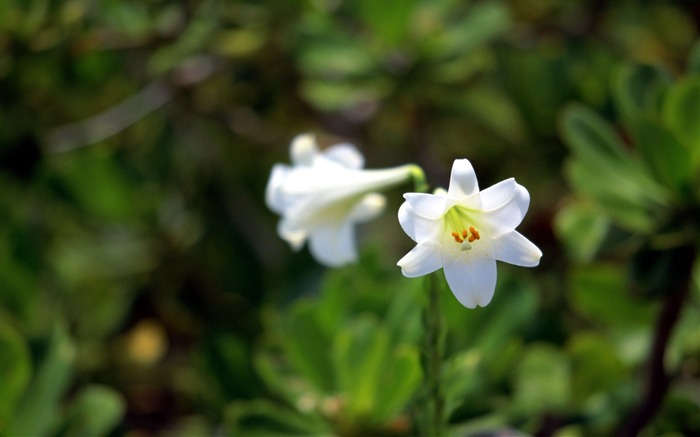 두 백합 순수하고 흰색 벽지 찾아보기 :9356