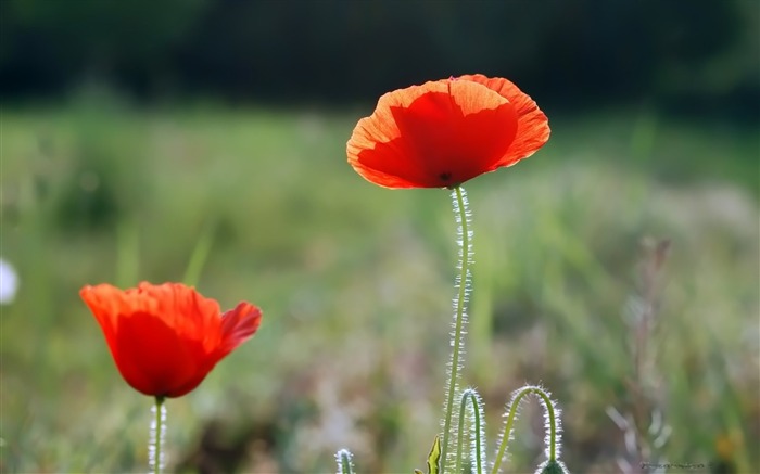 two poppy wallpaper Views:11167 Date:2011/5/26 0:41:27