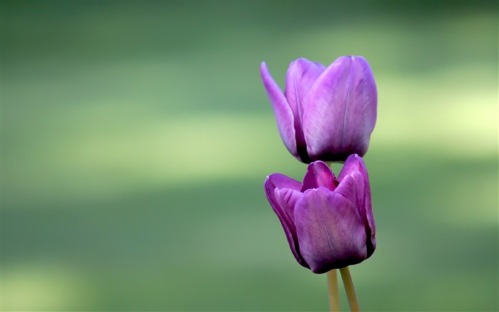 two tulip wallpaper Views:11114 Date:2011/5/26 0:42:13