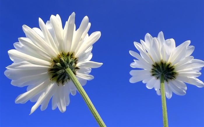 two white chrysanthemums back dual wallpaper Views:9845 Date:2011/5/26 0:43:09