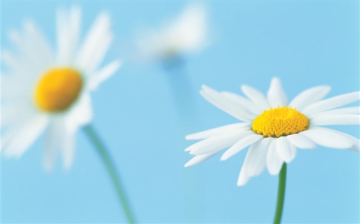 two white daisies pairs wallpaper Views:10378 Date:2011/5/26 0:43:31