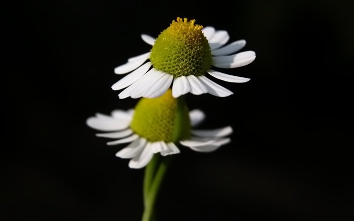 two white daisy wallpaper 0 Views:9437 Date:2011/5/26 0:43:52