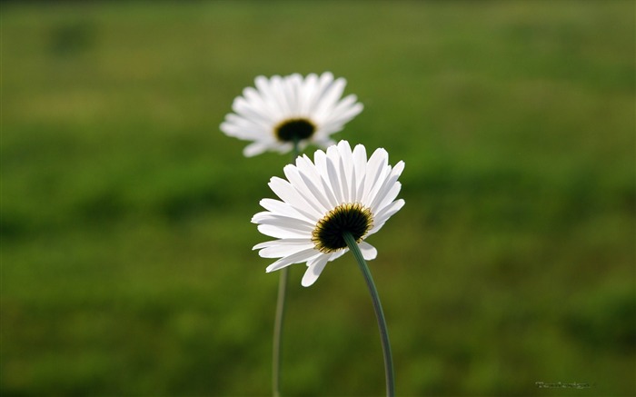 two white daisy wallpaper Views:12811 Date:2011/5/26 0:44:14