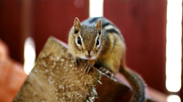 Um Chipmunk Curioso - papel de parede adorável Chipmunk 1 Visualizações:6967