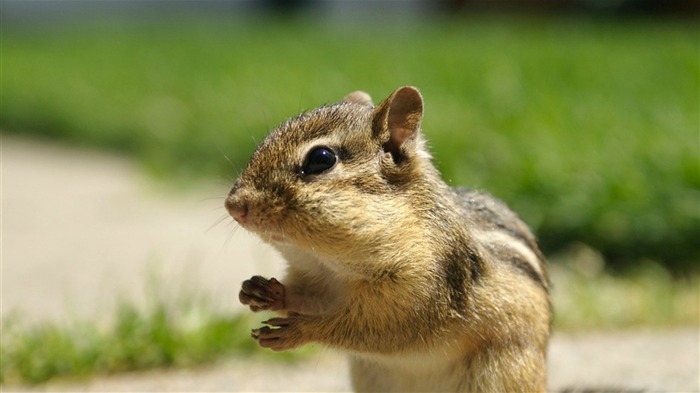 裏庭シマリス - 愛らしいシマリスの壁紙 ブラウズ:49376