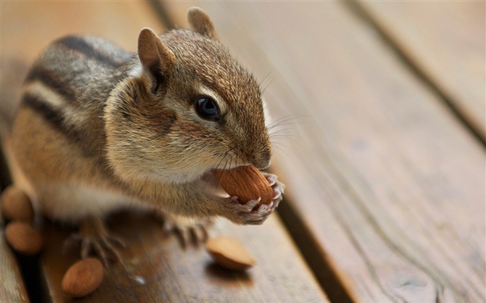 シマリスの写真 - アーモンドを食べるかわいいシマリス ブラウズ:18368