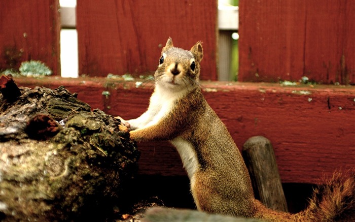 A cute squirrel in my Backyard Views:9225 Date:2011/6/9 22:38:19