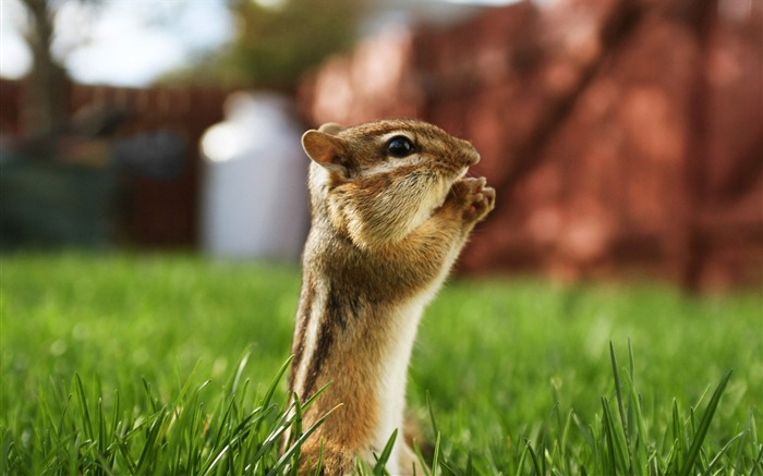 A praying chipmunk on grass - Chipmunk photos Views:18296 Date:2011/6/9 22:19:58