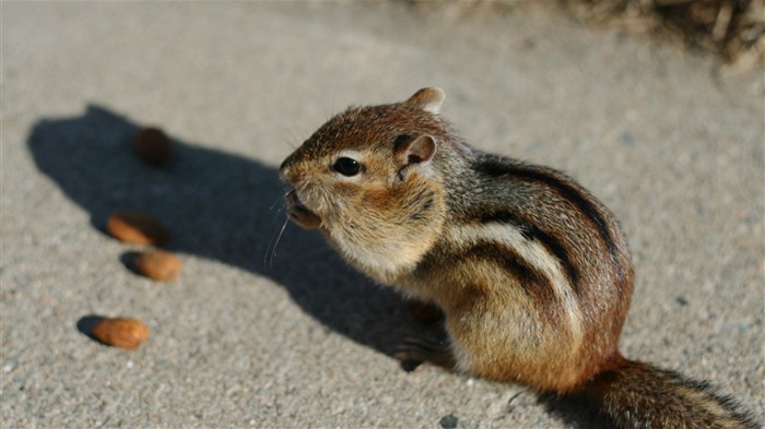 アーモンドを食べる愛らしいシマリス - シマリス写真1 ブラウズ:0